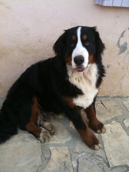 Publication : Du royaume d'Attila