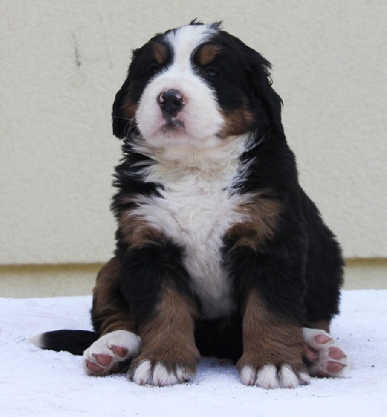 Publication : Du royaume d'Attila