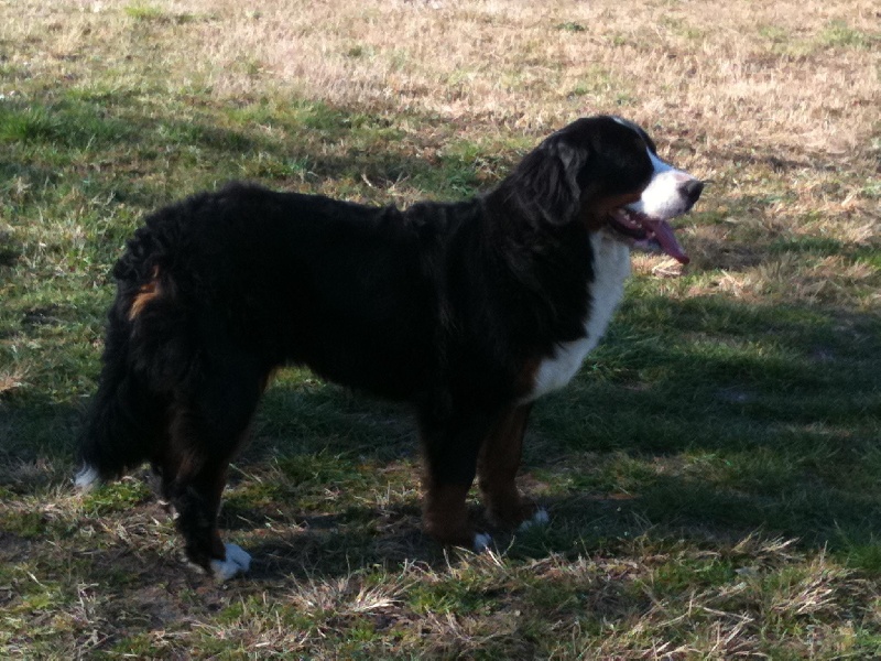 Publication : Du royaume d'Attila