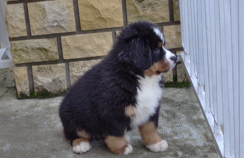 Publication : Du royaume d'Attila