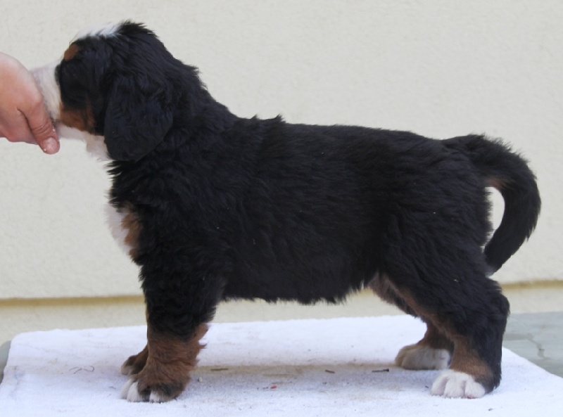 Publication : Du royaume d'Attila