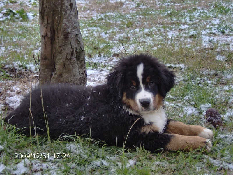 Publication : Du royaume d'Attila