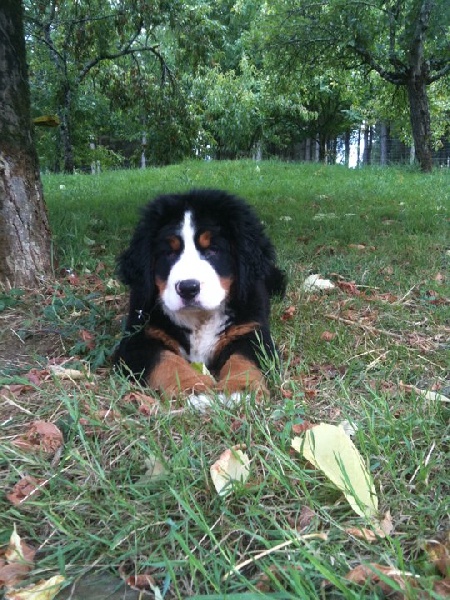 Publication : Du royaume d'Attila