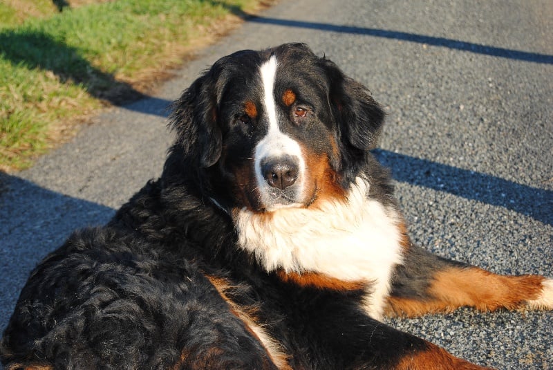 Publication : Du royaume d'Attila