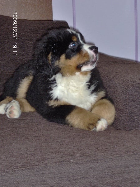 Publication : Du royaume d'Attila