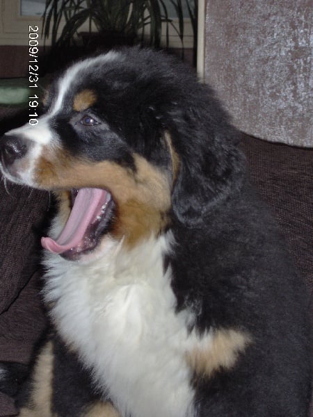 Publication : Du royaume d'Attila