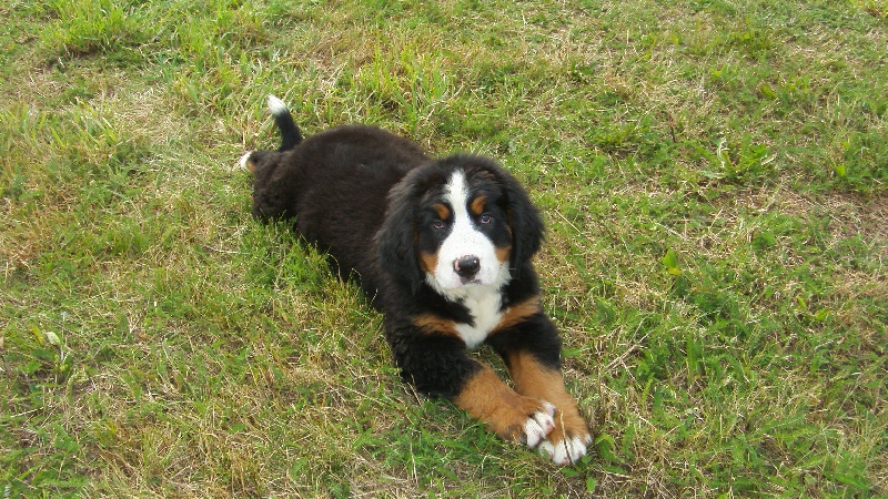 Publication : Du royaume d'Attila