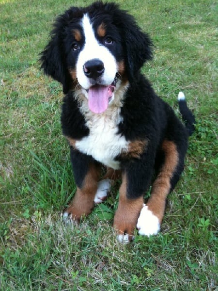 Publication : Du royaume d'Attila