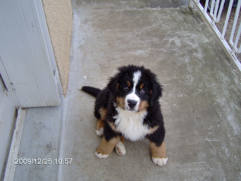 Publication : Du royaume d'Attila