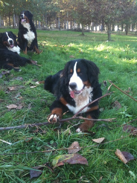 Publication : Du royaume d'Attila