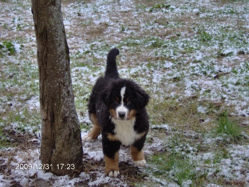 Publication : Du royaume d'Attila