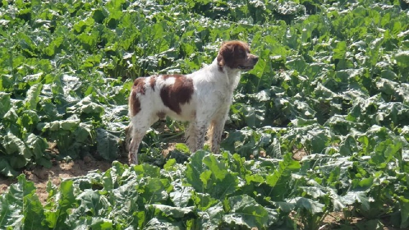 Publication : De La Source Aux Perdrix