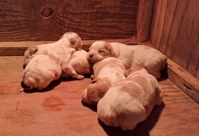 Les chiots de Epagneul Breton