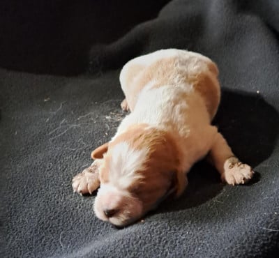 Les chiots de Epagneul Breton