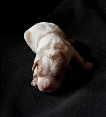 Les chiots de Epagneul Breton