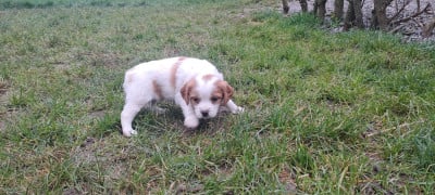 Les chiots de Epagneul Breton