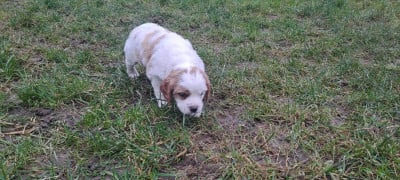 Les chiots de Epagneul Breton