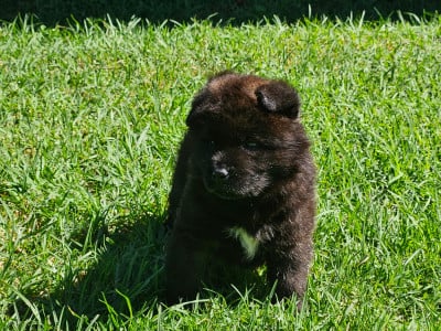 Chiot N°6 - Akita americain