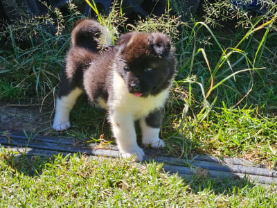 Les chiots de Akita americain
