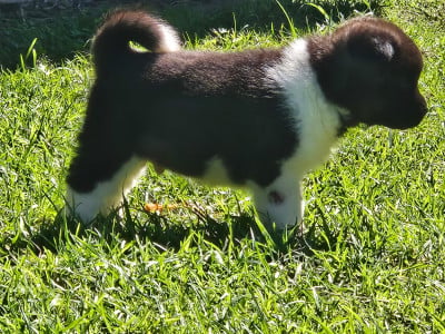 Les chiots de Akita americain