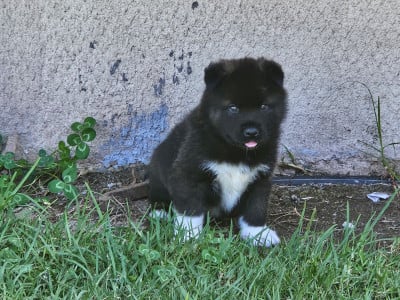 Les chiots de Akita americain