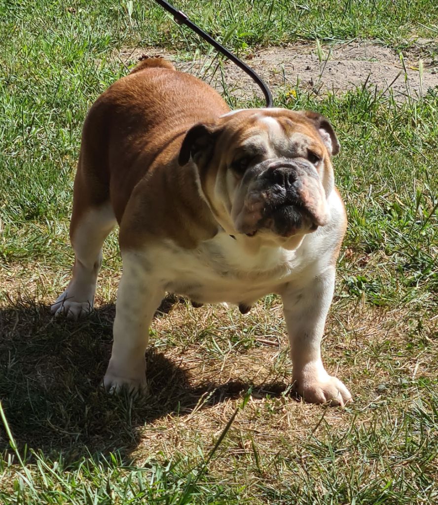 Publication : Du Monde Des Bulls