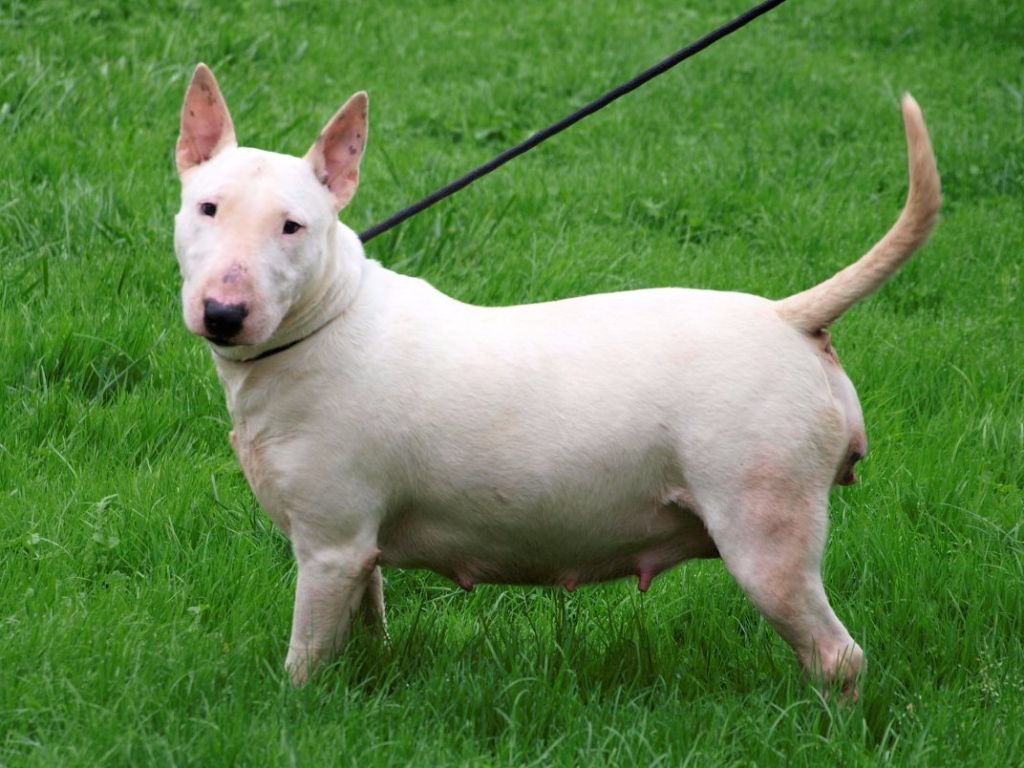 Publication : Du Monde Des Bulls