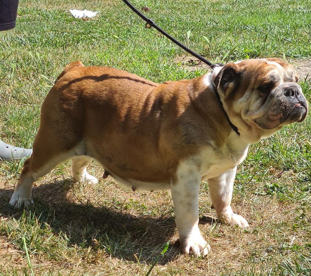 Publication : Du Monde Des Bulls