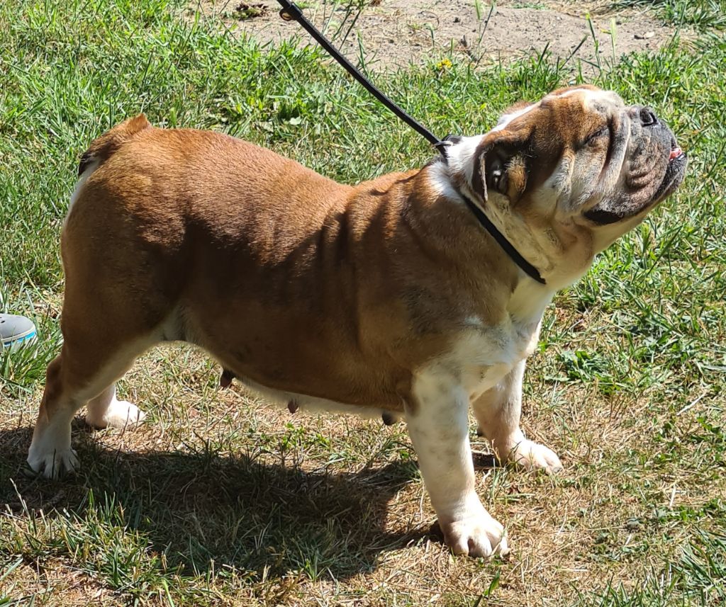 Publication : Du Monde Des Bulls