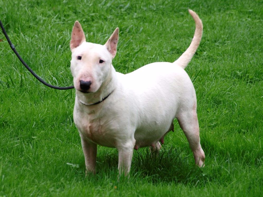 Publication : Du Monde Des Bulls