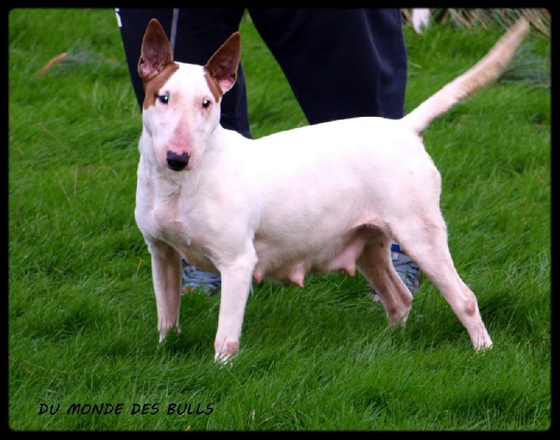 Publication : Du Monde Des Bulls Auteur : cindy