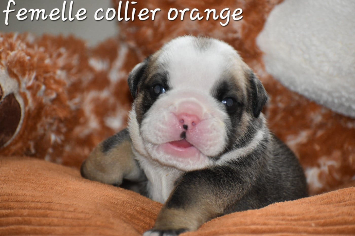 Bulldog Anglais - Du Monde Des Bulls 