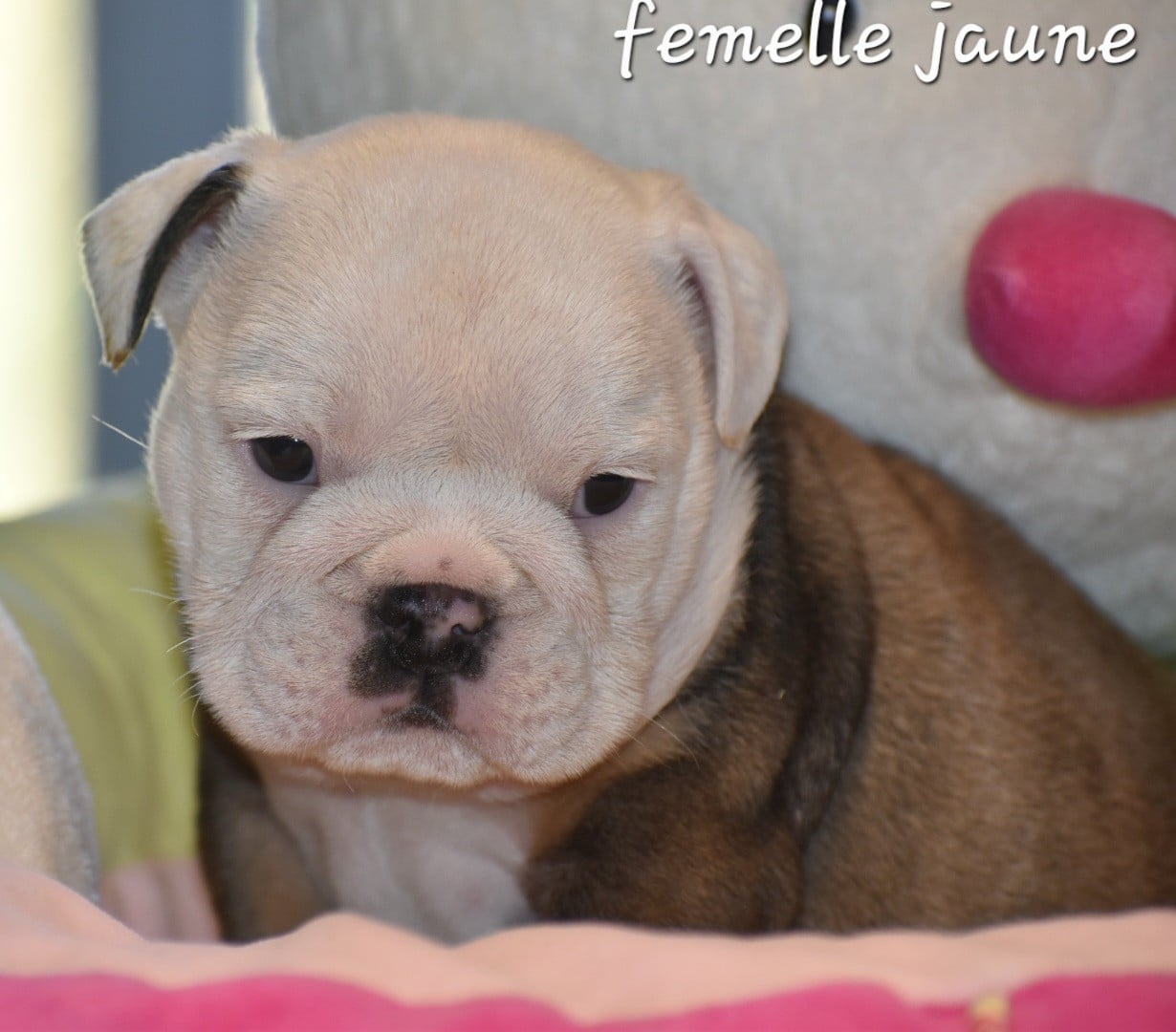 Bulldog Anglais - Du Monde Des Bulls 