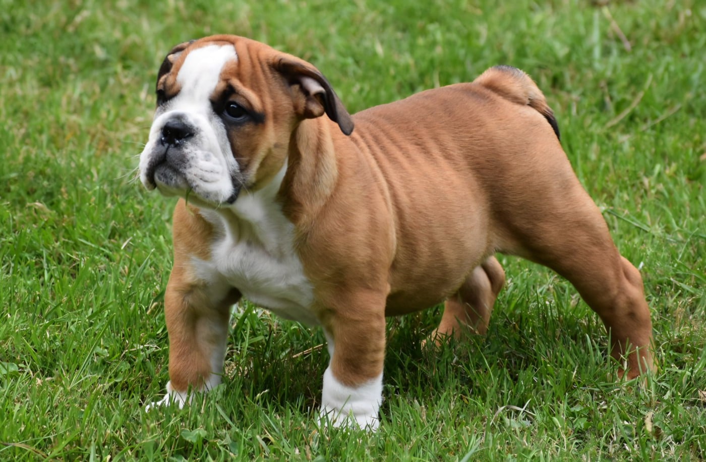 Bulldog Anglais - Du Monde Des Bulls 