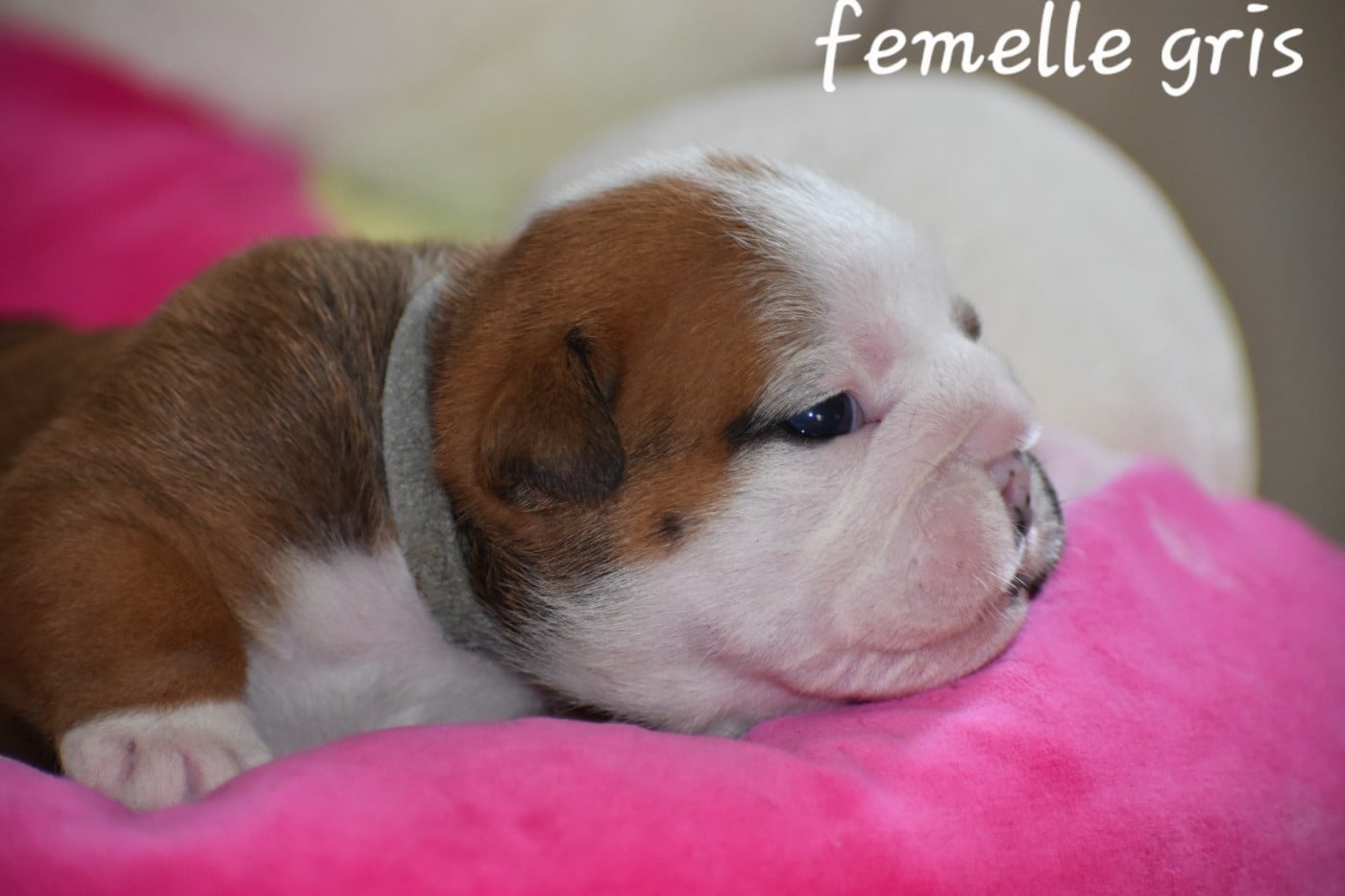 Femelle gris