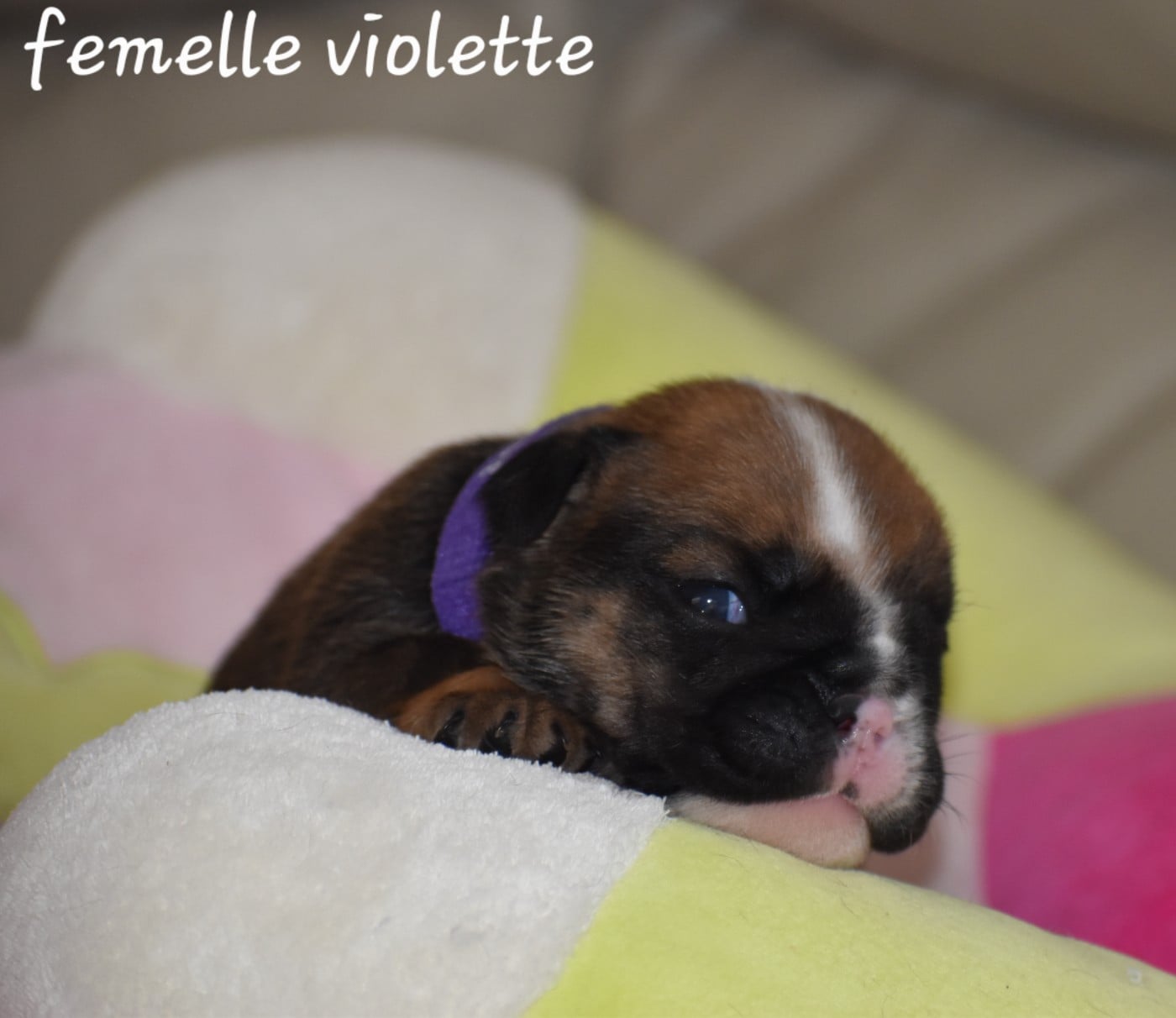 Femelle violette