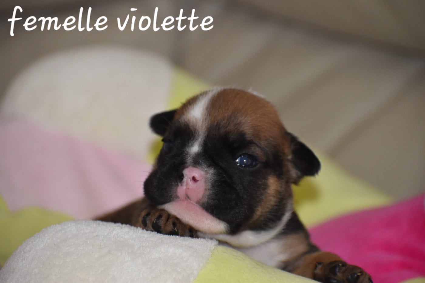 Femelle violette
