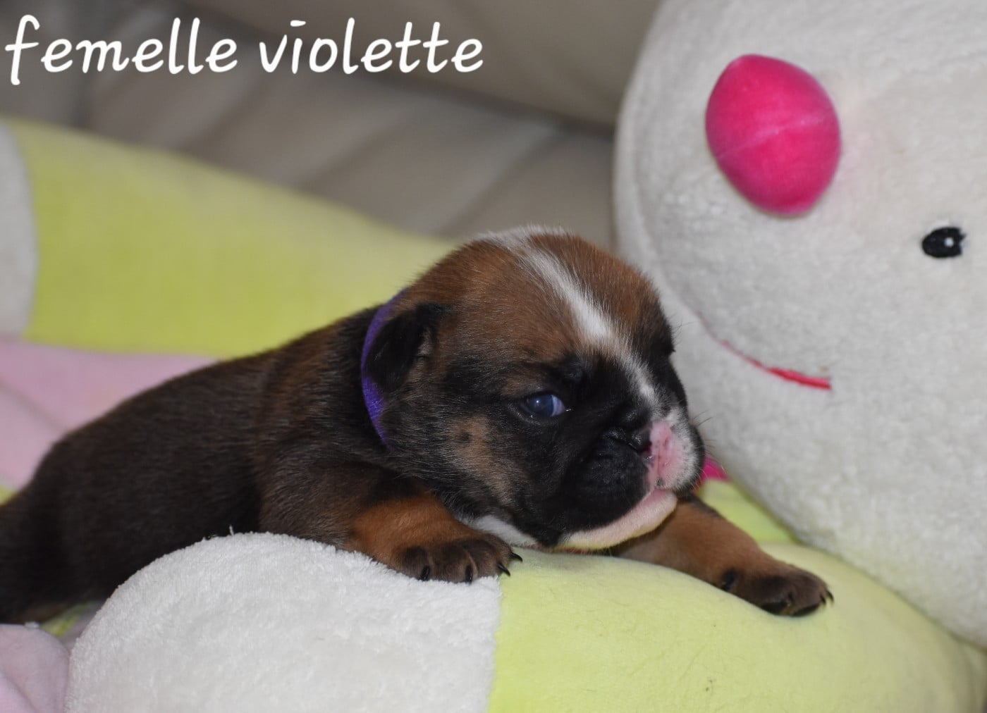 Femelle violette