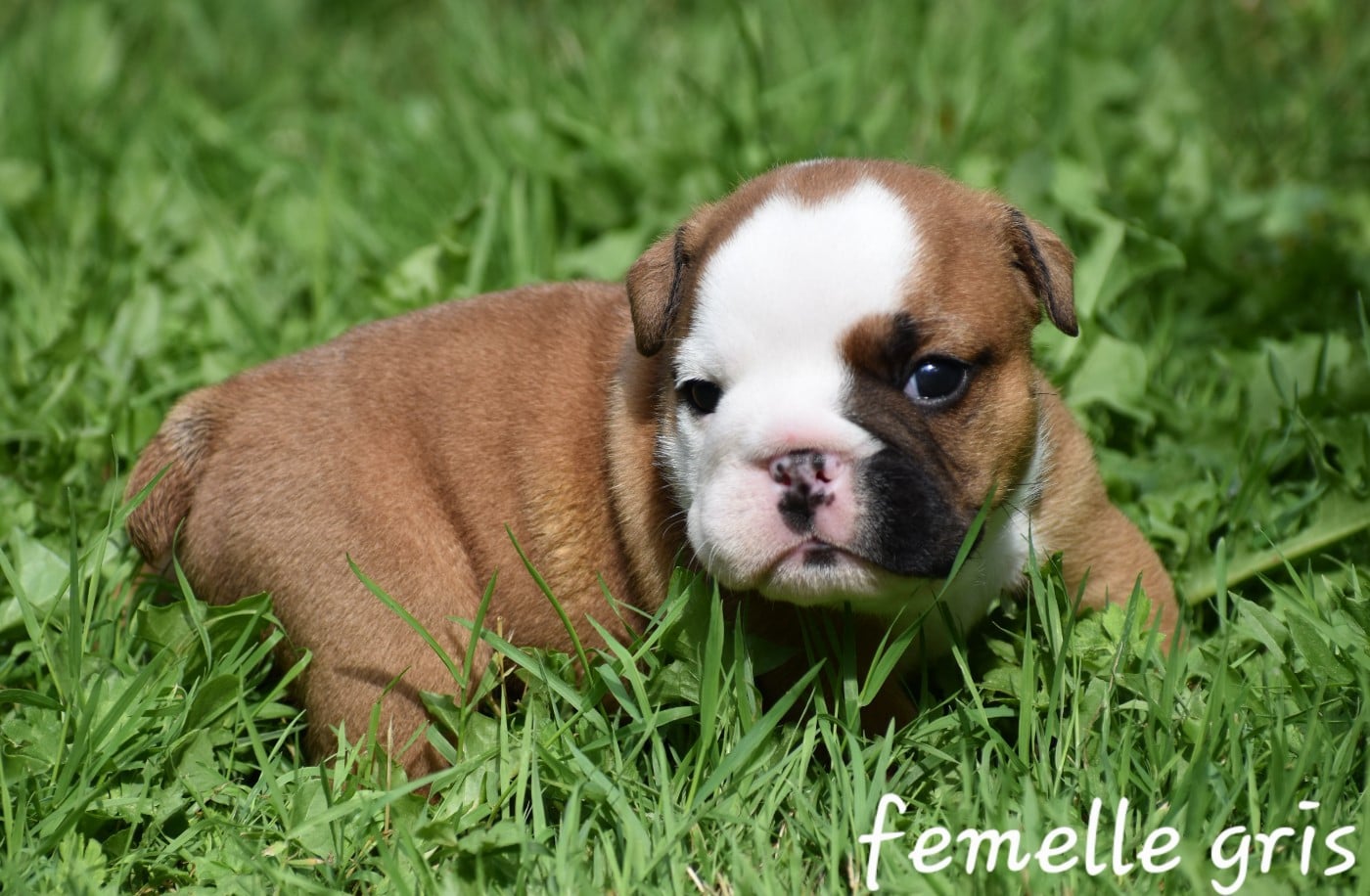 Bulldog Anglais - Du Monde Des Bulls 