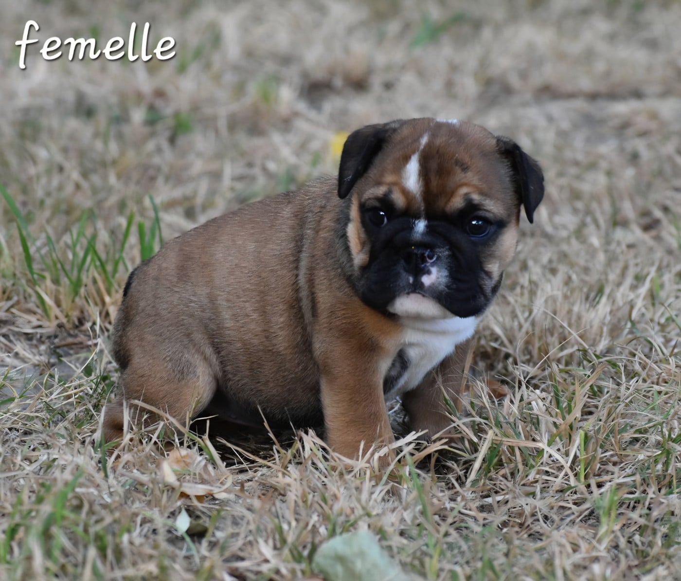 Bulldog Anglais - Du Monde Des Bulls 
