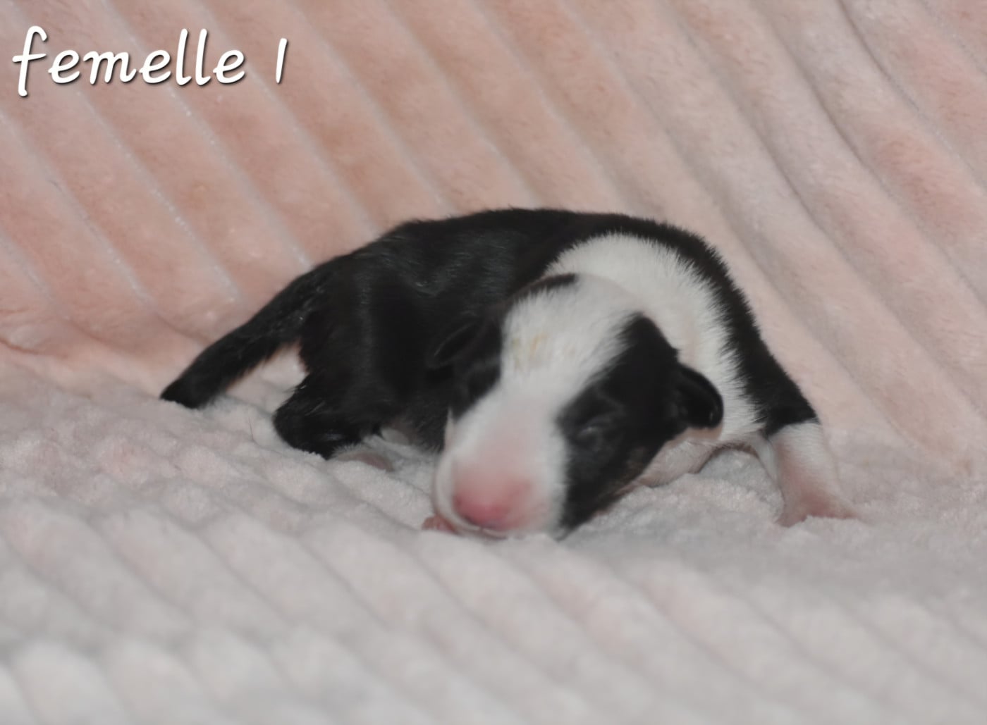Femelle 1 - Bull Terrier