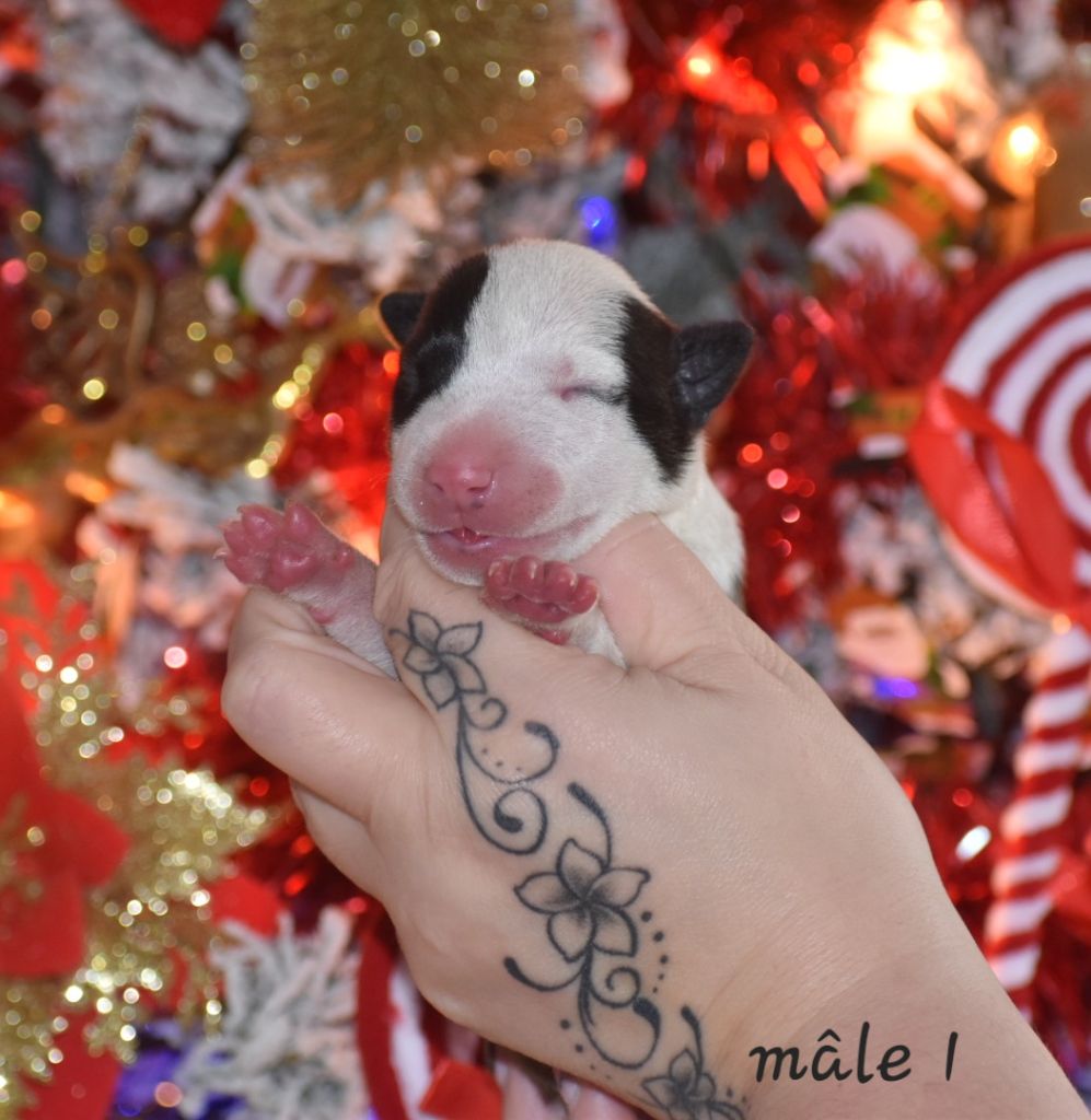 Bull Terrier - Du Monde Des Bulls 