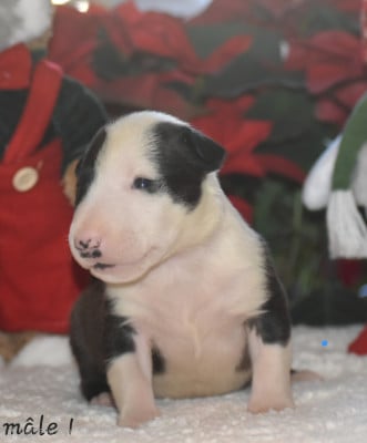 Les chiots de Bull Terrier