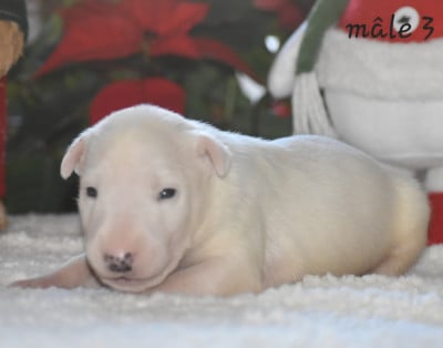 Les chiots de Bull Terrier