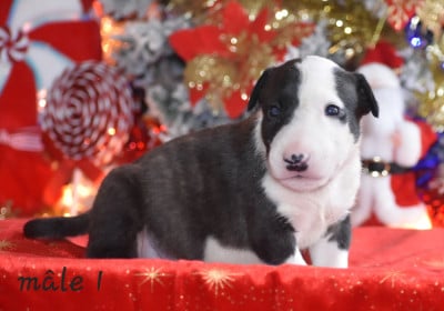 Les chiots de Bull Terrier