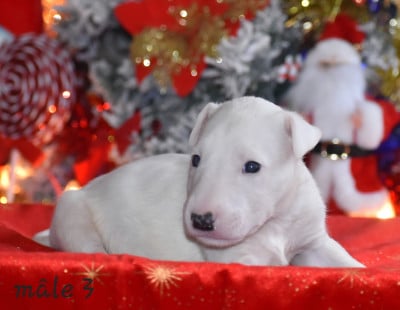 Les chiots de Bull Terrier