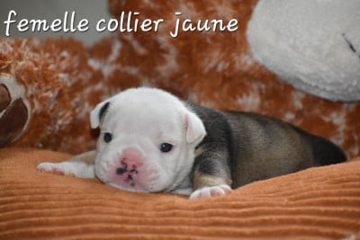 Les chiots de Bulldog Anglais