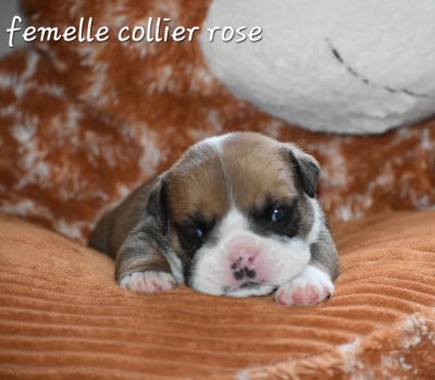 Les chiots de Bulldog Anglais