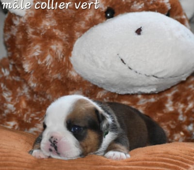 Les chiots de Bulldog Anglais
