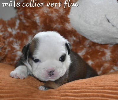 Les chiots de Bulldog Anglais